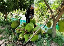 Giá mít Thái hôm nay 26/10: Giá cao và ổn định, thương lái bao mua cả vườn mít Thái