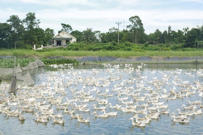 Giàu từ vật nuôi đặc sản Trứng vịt biển Đồng Rui