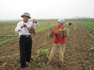 Ủ chua khoai lang làm thức ăn gia súc