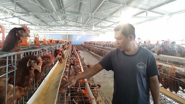 Nuôi thứ gà đẻ trứng đều như vắt tranh, một nông dân Bình Định tự trả lương cao cho mình, cả làng khen
