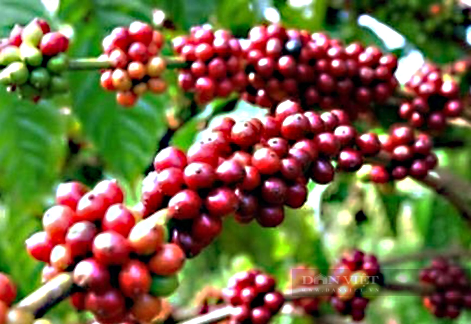 Giá cà phê ngày 27/10: Cà phê trong nước giao dịch thấp nhất còn 59.000 đồng/kg