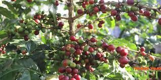 Trà Cascara - sản phẩm tinh hoa của núi rừng Tây Bắc