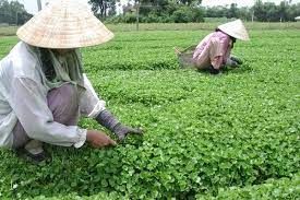 Đây là vùng trồng rau an toàn lớn nhất tỉnh Nghệ An, dân làng cát xưa nghèo nay khá giả lên thấy rõ