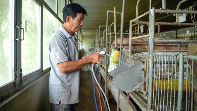 Cần Thơ vắng bóng chăn nuôi công nghiệp