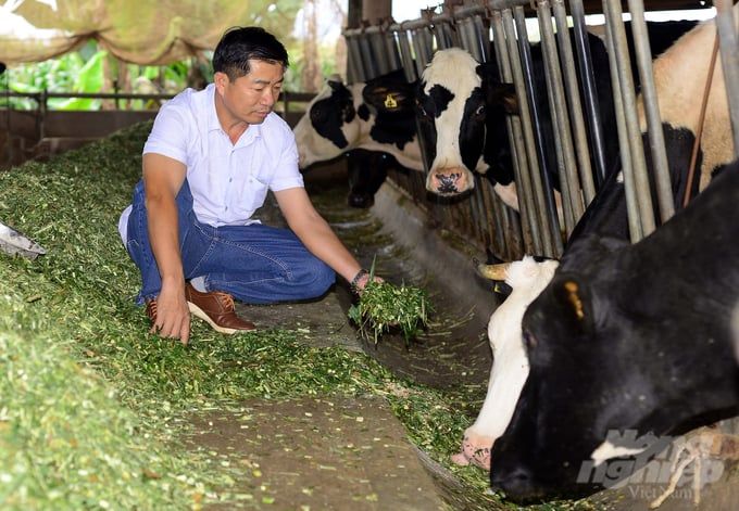 Nuôi bò sữa kết hợp sản xuất phân trùn quế, nông dân kiếm bộn tiền
