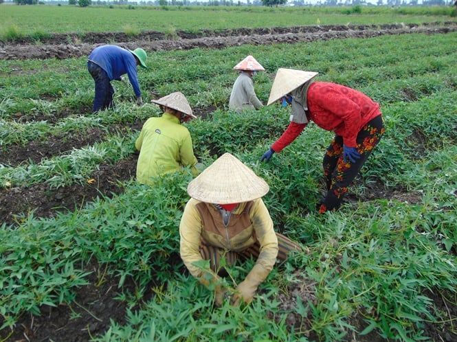 Khoai lang trên đất lúa lãi khá