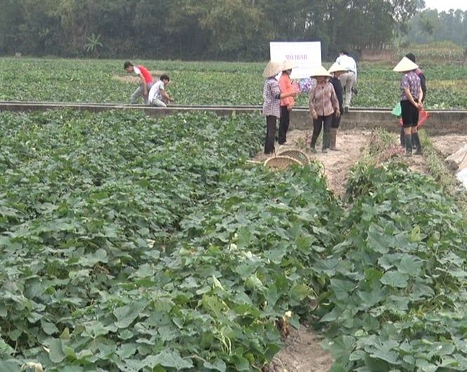 Triển vọng giống khoai lang mới