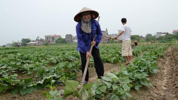 Bón phân NPK-S Lâm Thao cho cây khoai lang