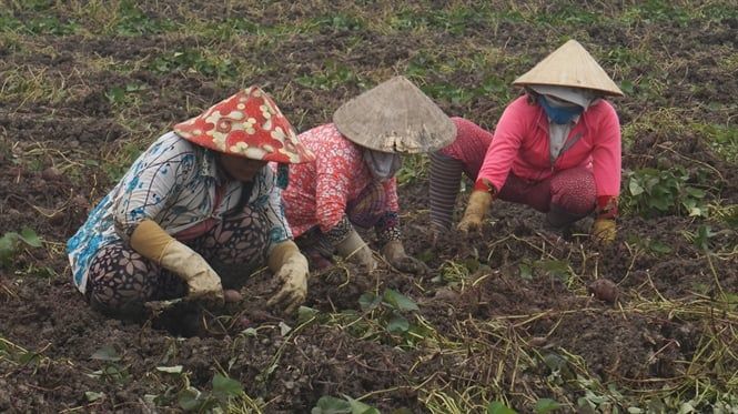 Khoai lang tím Bình Tân trúng chợ