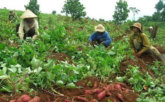 Giá khoai lang tím tăng vọt