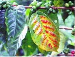 Các triệu chứng thiếu dinh dưỡng ở cây cà phê