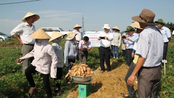 Đánh giá giống khoai lang mới