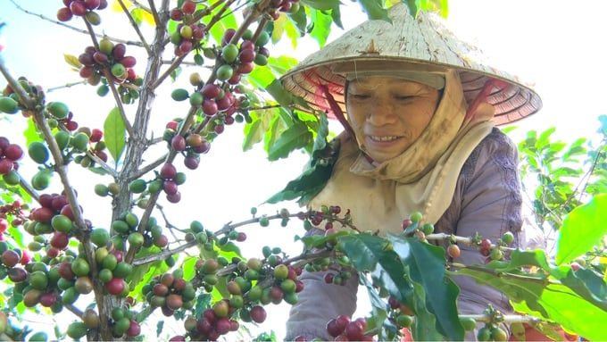 Quảng Trị vào vụ thu hoạch cà phê, giá đầu vụ từ 6.000 - 6.500đ/kg