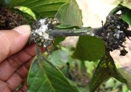 Cách ngăn ngừa rệp sáp cho cà phê