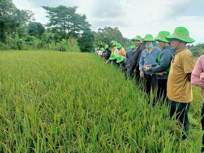 TBR39 mang niềm vui cho người J’rai