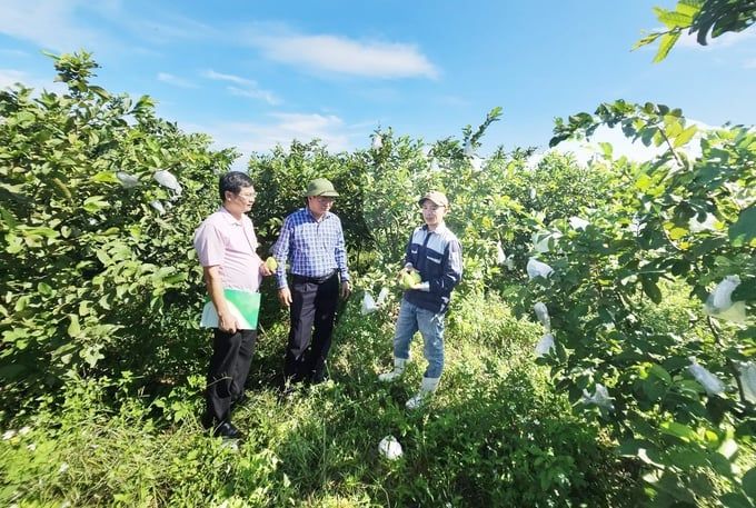 Vay vốn trồng ổi để giảm nghèo