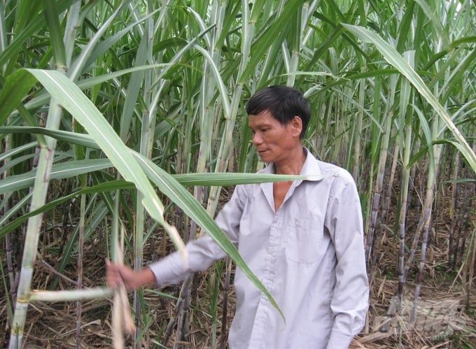 Hy vọng vực lại vùng mía xứ Tuyên