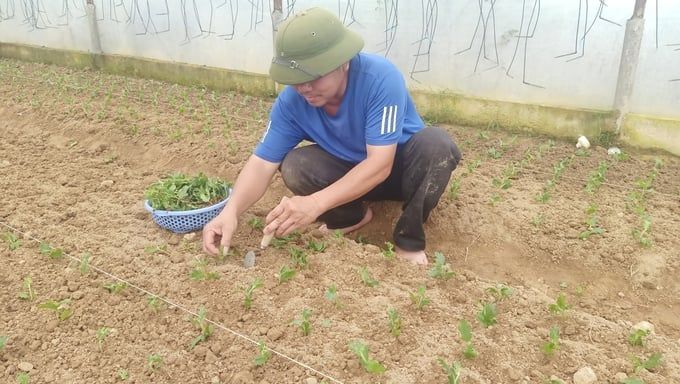 Làng hoa Tết nổi tiếng Hà Tĩnh tất bật xuống giống