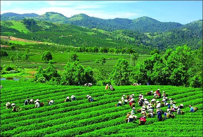 Thái Nguyên công nhận thêm 5 làng nghề chè