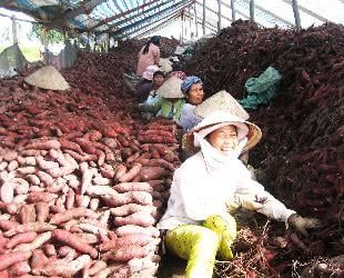 Chạy theo khoai lang tím