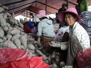 Bốn bề lũ, vẫn có khoai lang thu hoạch