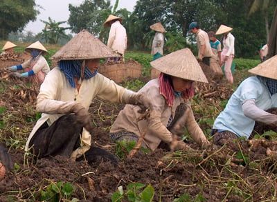 Vĩnh Long: Giá khoai lang tăng kỷ lục