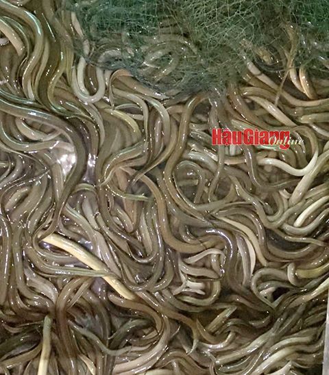 Lươn nuôi không bùn giá quá thấp, giá cám viên tăng cao, nông dân Hậu Giang lỗ nặng