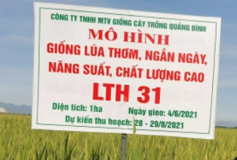 Giống lúa LTH31 bội thu ở Quảng Bình