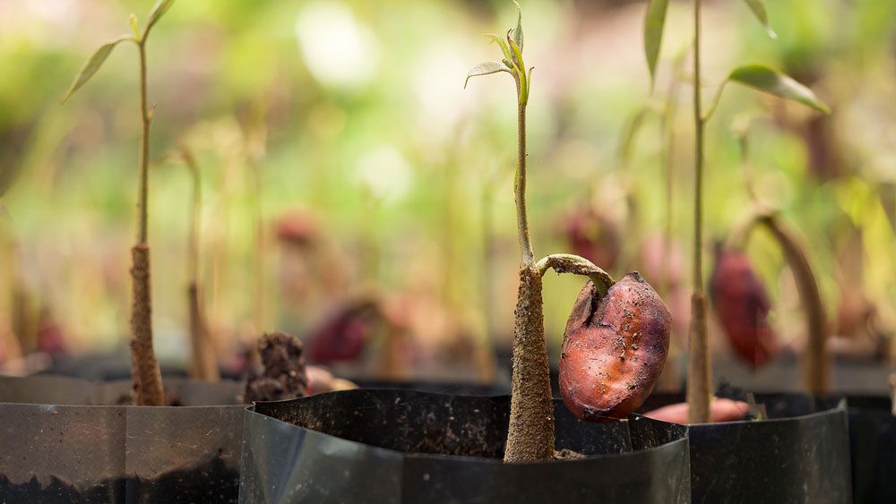 Cách trồng sầu riêng bằng hạt đạt tỉ lệ nảy mầm cao