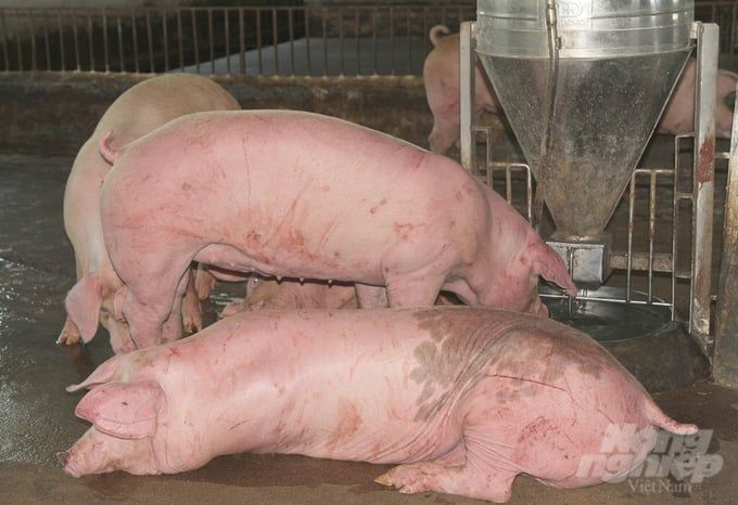 Nghệ An kiểm soát tốt bệnh dịch tả lợn châu Phi