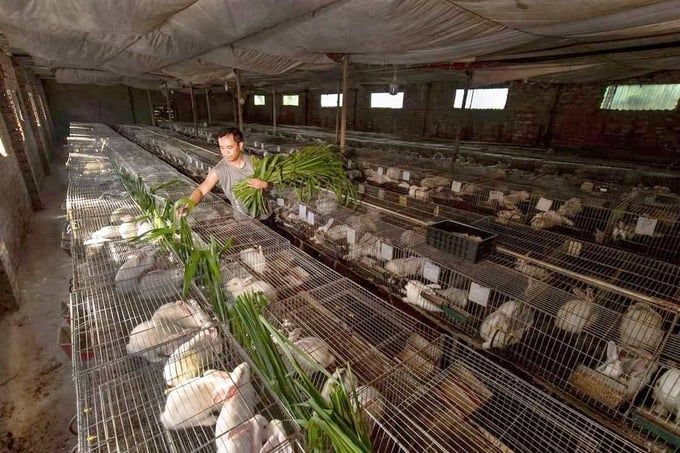 Nuôi dê, thỏ thu về 500 triệu đồng mỗi năm