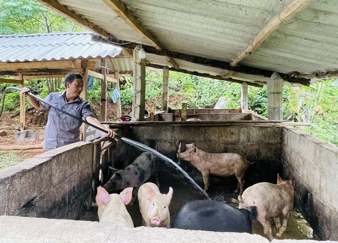 Cao Bằng tiêu hủy 1.700 con lợn nhiễm dịch tả lợn Châu Phi