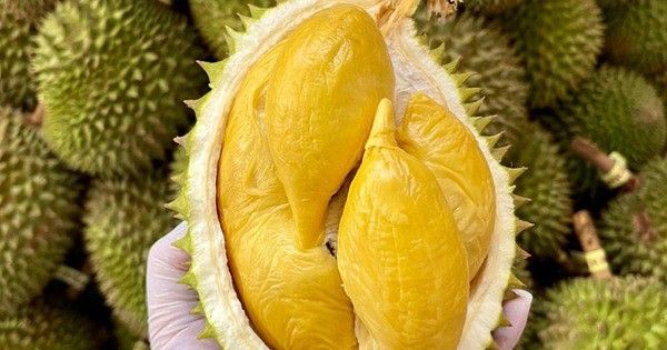 Giá sầu riêng ngày 4/11: Giá sầu Thái, sầu riêng Ri6 chưa hạ nhiệt