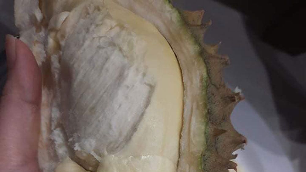 Sầu riêng bị sượng nguyên nhân do đâu? 