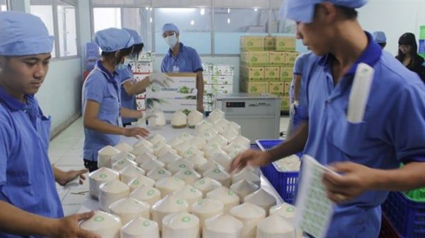 Xuất khẩu trái dừa tươi sang Mỹ