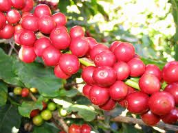 Giá cà phê ngày 6/11: Thế giới tăng, giá cà phê trong nước vẫn giảm