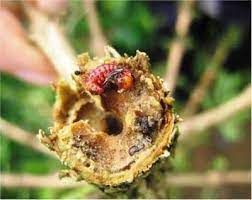 Sâu đục thân mình đỏ (Zeuze coffea Nietner) nguy hại thế nào với cây cà phê?