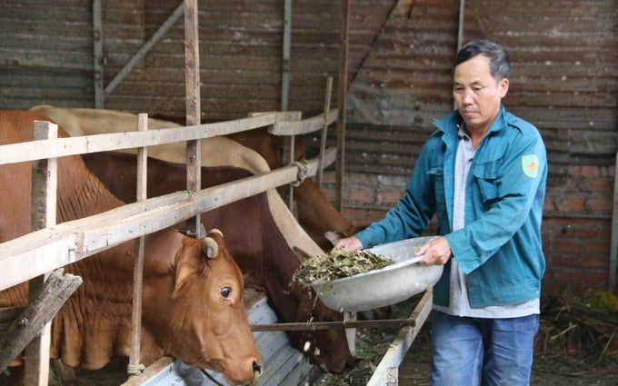 Nông nghiệp tuần hoàn xoay quanh con bò thịt