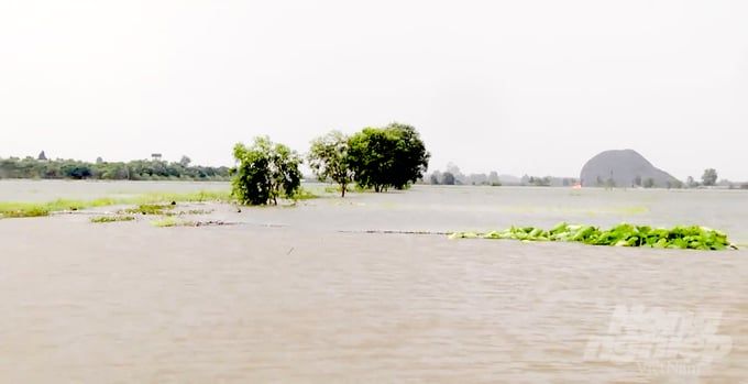 Hàng trăm ha lúa, khoai mì chìm nghỉm trong lũ, nguy cơ mất trắng
