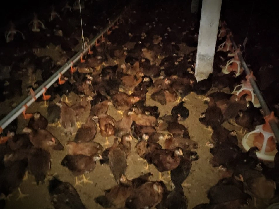 Nuôi gà tự động hóa kiểu gì mà nông dân một huyện của Khánh Hòa rủng rỉnh vài trăm triệu/lứa?