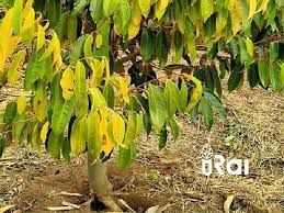 Cách khắc phục vàng lá thối rễ sầu riêng