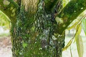 Rong rêu có tác hại thế nào với cây sầu riêng?