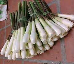 Loại củ thân trắng nõn nà, ăn rất tốt cho sức khỏe, mỗi năm chỉ cho thu hoạch 1 vụ