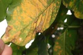 Bệnh gỉ sắt (Hemileia vastatrix) nguy hại thế nào tới cây cà phê?