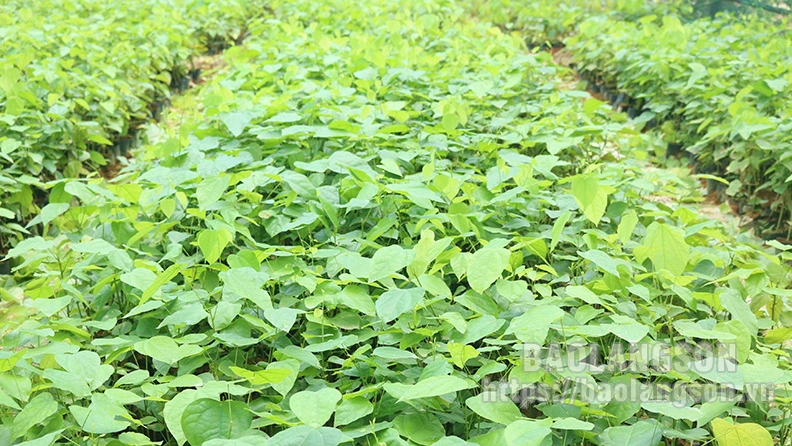 Đây là loại cây rừng ở Lạng Sơn, ngọn non làm rau ngon, thân lá thành trà, già trẻ uống đều khỏe