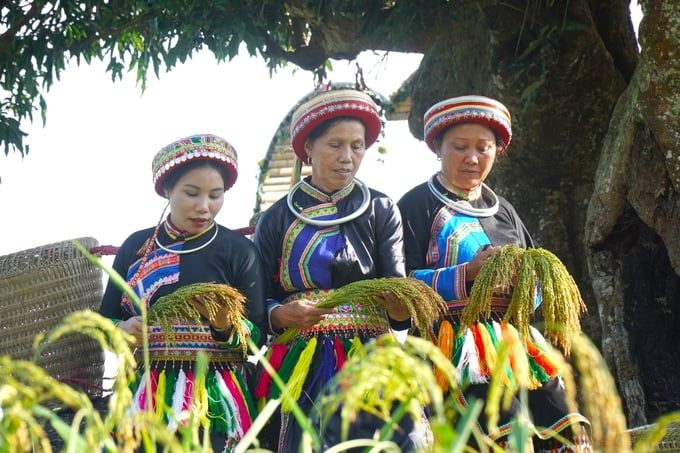 Bản người Dao làm lúa nếp hữu cơ tiêu chuẩn Nhật