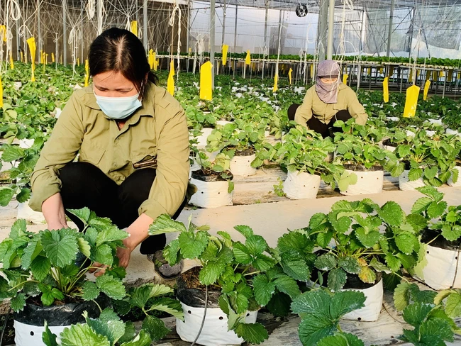 Nông nghiệp Thủ đô đã và đang xây dựng, nhân rộng mô hình trồng rau an toàn như thế nào?