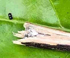 Mọt đục cành (Xyleborus morstatti) hại cà phê và cách phòng trừ