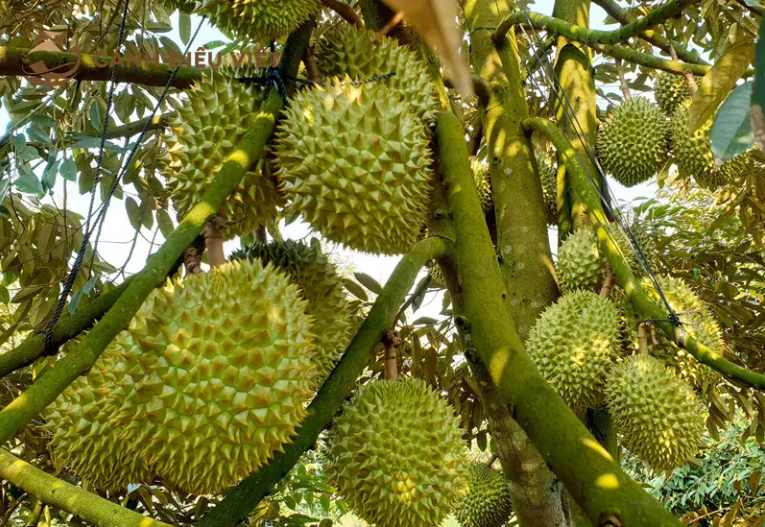 Giá sầu riêng ngày 10/11: Giá sầu Thái tăng cao chót vót