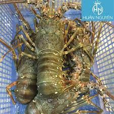 Trung Quốc tạm ngưng nhập tôm hùm bông, vựa nuôi Phú Yên không bị ảnh hưởng nhiều